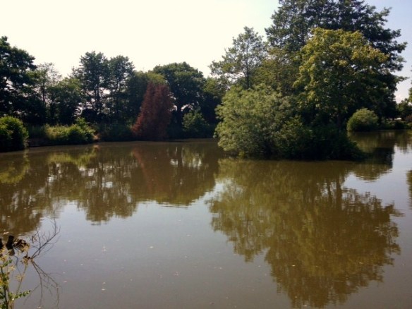 willows (Spring Pool)