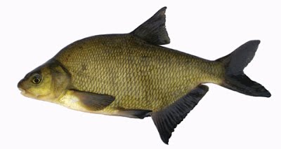 bream